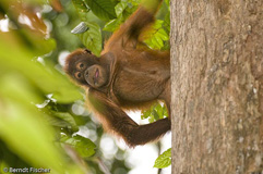 Orang Utan - Zum Vergroessern klicken!